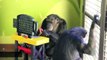 Judge Recognizes Chimpanzees As 'Legal Persons'