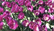 les champs de tulipes ( la torche )   plages surf bretagne sud