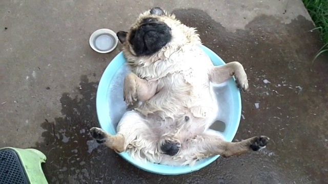 This Dog Enjoys Bath Time...