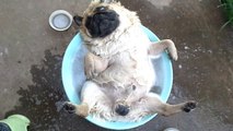 Un chien carlin en mode relax dans son bain en Thailande
