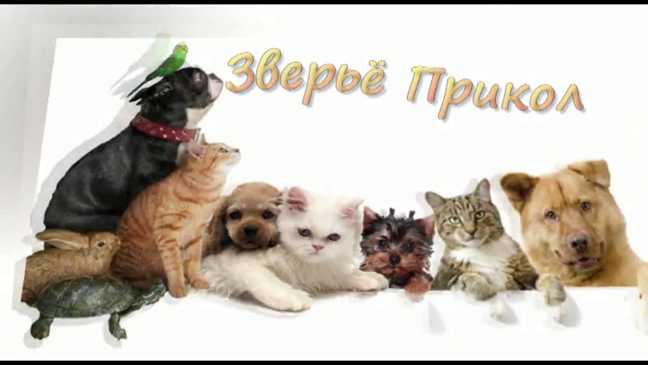 Sleeping Dogs snoring and makes funny sounds! Спящие Собаки Храпят и Издают Смешные Звуки!