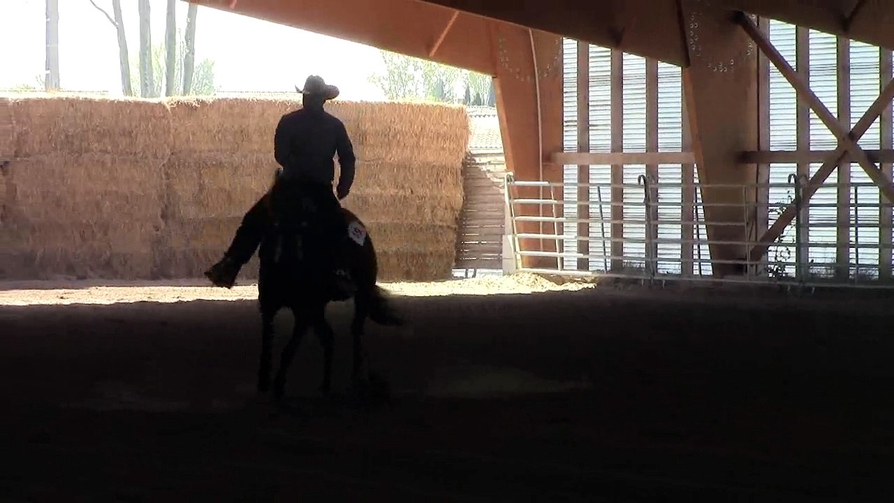 Reining Dom
