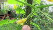60 Seconds or Sow: Identifying the Male & Female Cucumber Flowers - The Rusted Garden 2013