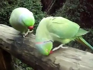 Parrot loving talk must watch