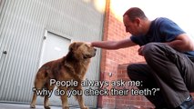 Lion Rescue! (Please share this video and help us find this lion a home).