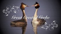 Great Crested Grebe Courtship Dance