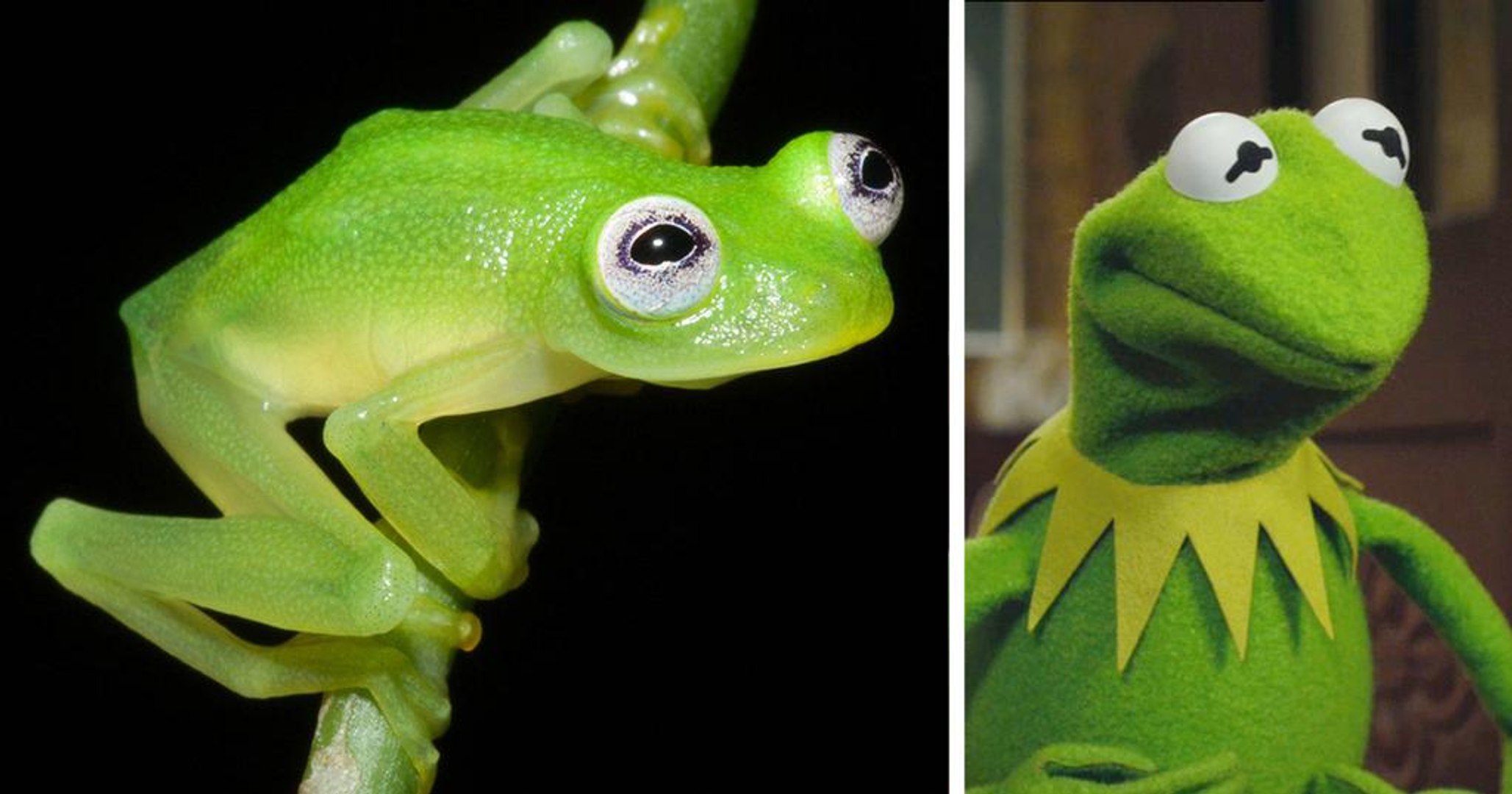 Kermit la grenouille existe au Costa Rica - Vidéo Dailymotion