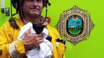 Firefighters Find Kitten Near Blaze During Live TV Segment