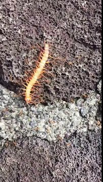Des fourmis ramènent leur repas à la maison !