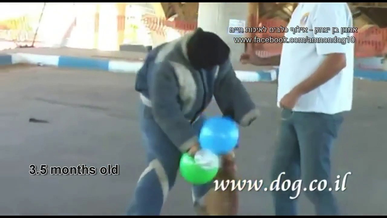 the perfect malinois K9