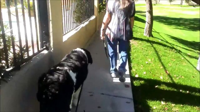 Low level remote collar training with a Newfoundland - Dog Training Phoenix Az