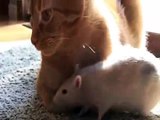 Rat loves cat!