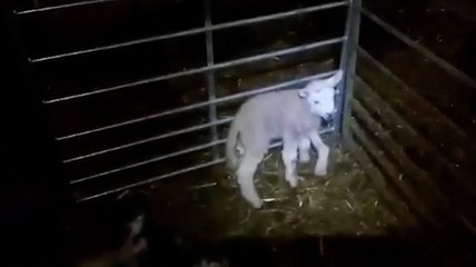 Panique à la ferme : un agneau à 5 pattes !