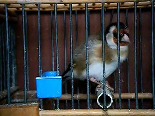 JILGUERO CAMPERO CAMPEON 2012. NAVALCARNERO(P.COLORIN MOSTOLES)