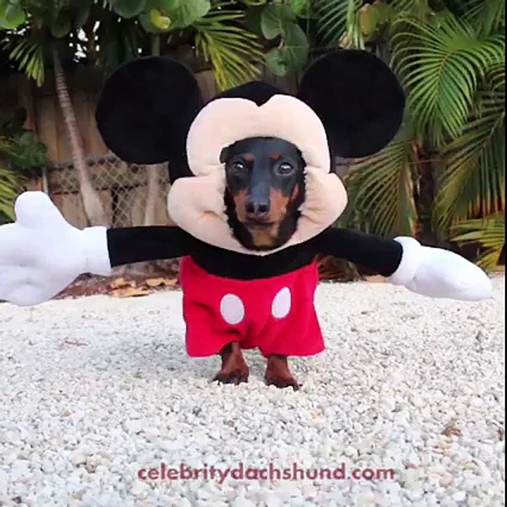 Mickey versão canina