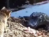 Kedi yemek için timsaha kafa tutuyor