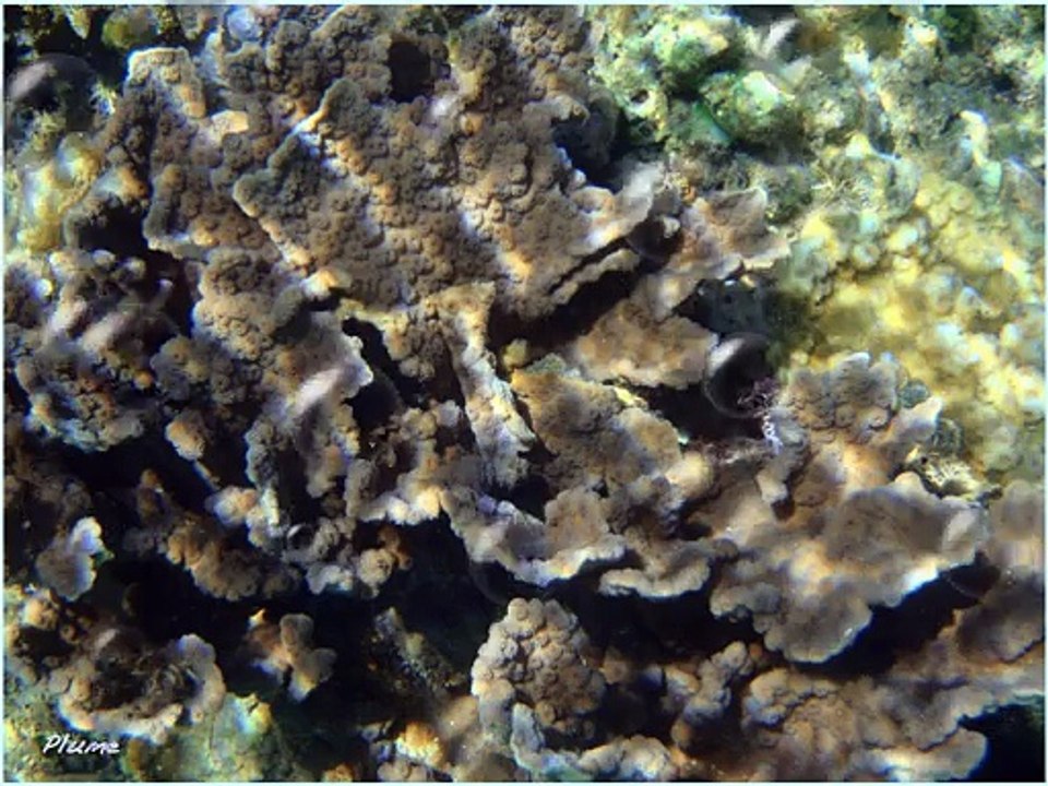 le platier de la barrière de corail