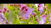 FAR FROM THE MADDING CROWD Official Trailer (2015) - Carey Mulligan HD