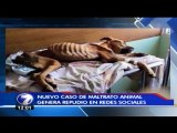 Defensores de animales convocan a marcha tras caso de perra muerta en Esparza