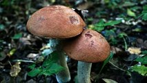 Lots of Mushrooms - Birch Boletus - Denmark.