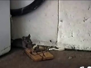 Çin Malı Fare Kapanı -)))