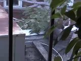 Raccoon chills on couch