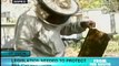 St. Lucia: Bee Keepers Face Declining Populations