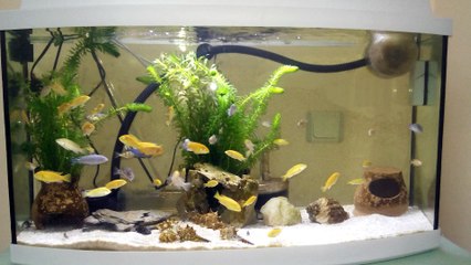 KARMA ÇİKLET AKVARYUMU ANTALYA