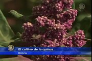 Cultivo de Quinua en Bolivia