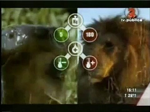 Kral Kobra ve Aslan Kralın Ölüm Kalım Mücadelesi