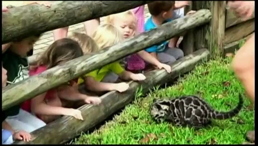 Un Bebe Panthere Nebuleuse Presente Au Public Au Zoo De Tampa En Floride Video Dailymotion