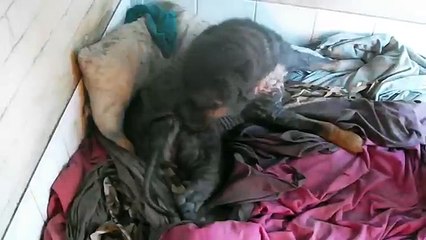 $10,000 fine for animal cruelty