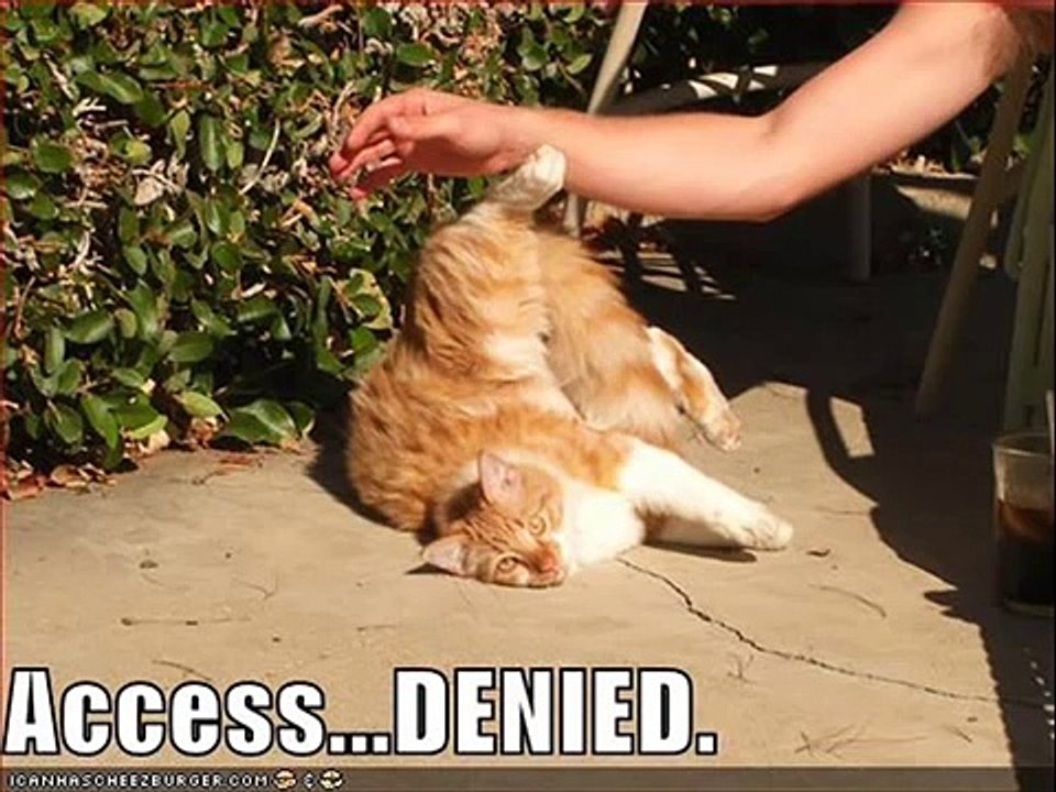 Funny Animals Doing Stupid Things