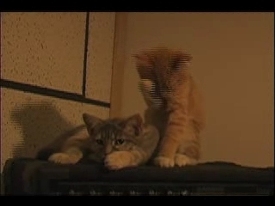 Cats in Love