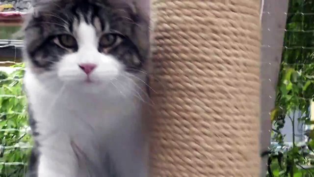Katzenbabie Maine Coon XXL - süßes Kätzchen / cute Kitten - katzenbaby lustig - Gina Mai 2013