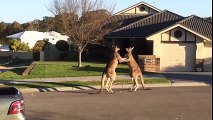 Hiç kanguru kavgası gördünüz mü?