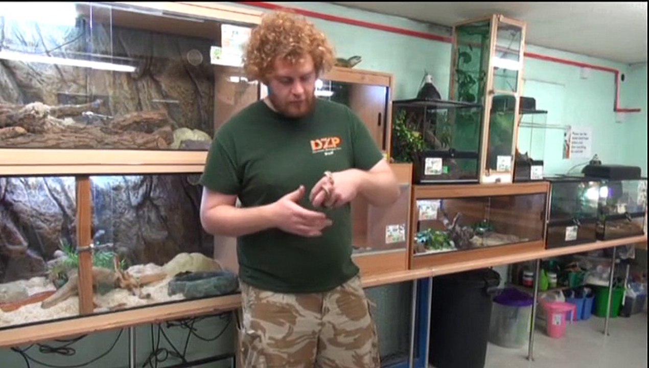 Dartmoor Zoo - The Reptile Room