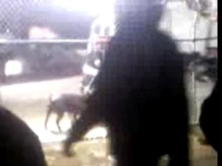 Tournage de reste en chien - la fouine