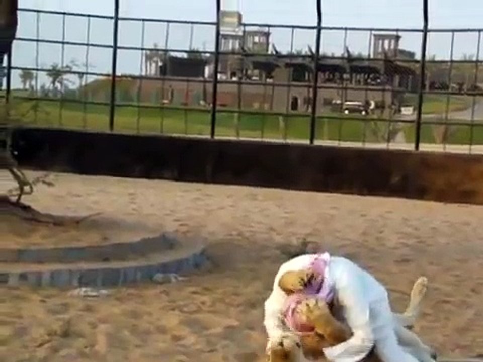Arab Man vs Lion