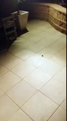 YouTube: mata a una araña y salen decenas de crías