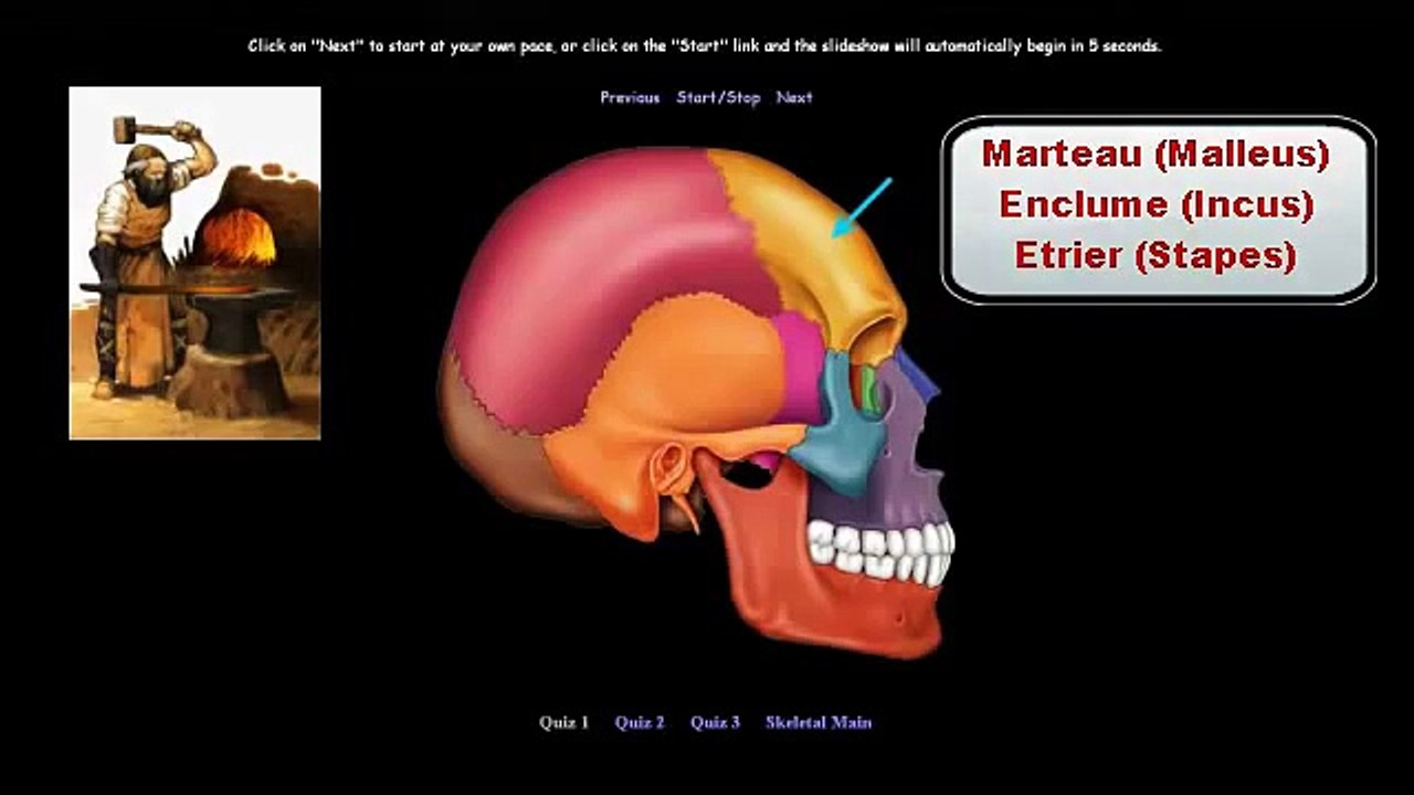 Comment mémoriser le squelette humain