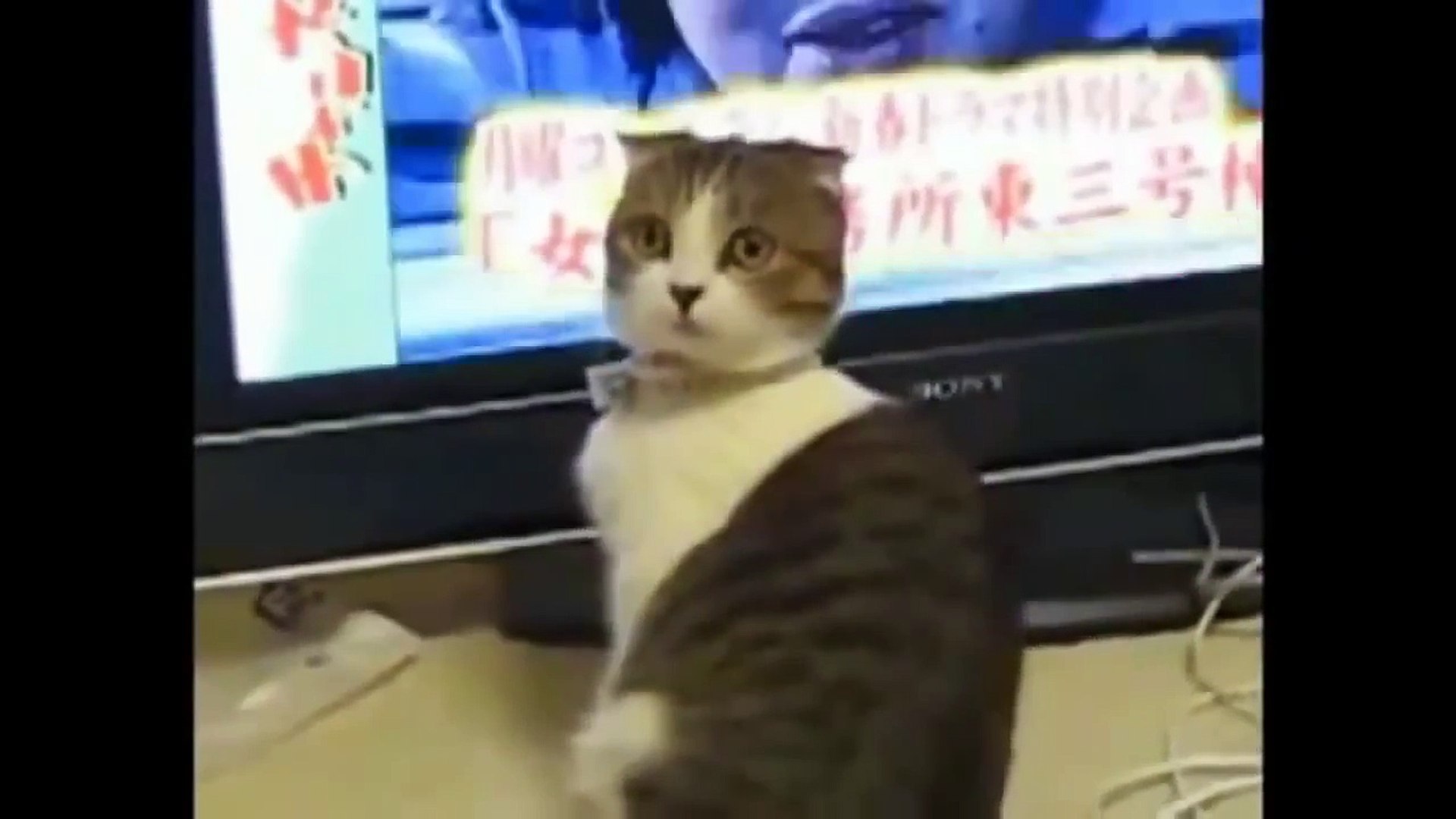 Gatti Che Fanno Ridere Video Dailymotion