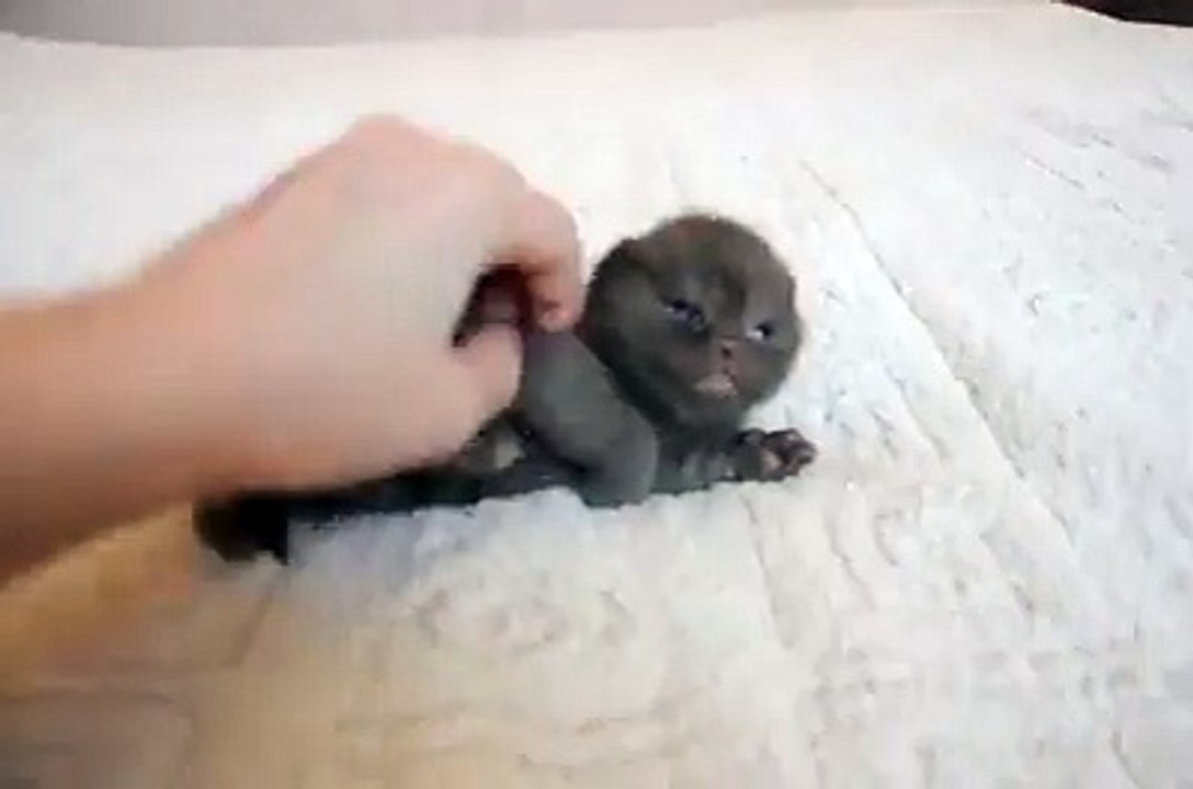 KLEINE LUSTIKE BEBI CUTZE :3