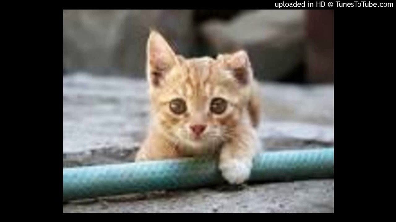 Another Orion/アナザー・オリオン/硝子のかけらたち/藤井フミヤ/増本直樹/ピアノ 高橋丈太郎