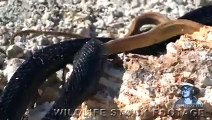 Indigo Snake Eats Rat Snake 01 Snake vs Snake