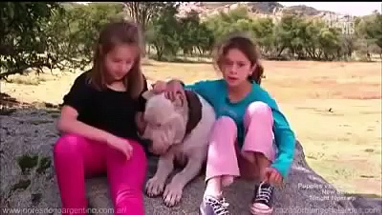 Dogo Argentino "Morocho" saves 2 girls from Puma attack