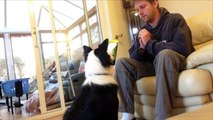 Amazing Dog Tricks - Izzy Border Collie 2