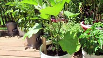 The Basics for Growing Eggplant in Containers - The Rusted Garden 2013