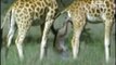 Most Extreme Giraffe gives birth. A baby seal experiences extreme temperature change