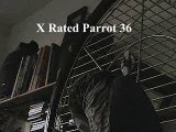 THE African Grey! Ruby, The swearing parrot. X Rated Parrot  36.